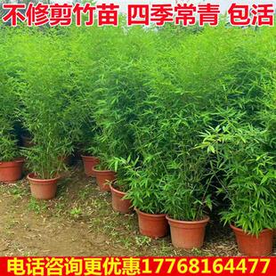极速竹子苗庭院不修剪全冠带梢头不去顶景观竹金竹绿竹北方耐寒观