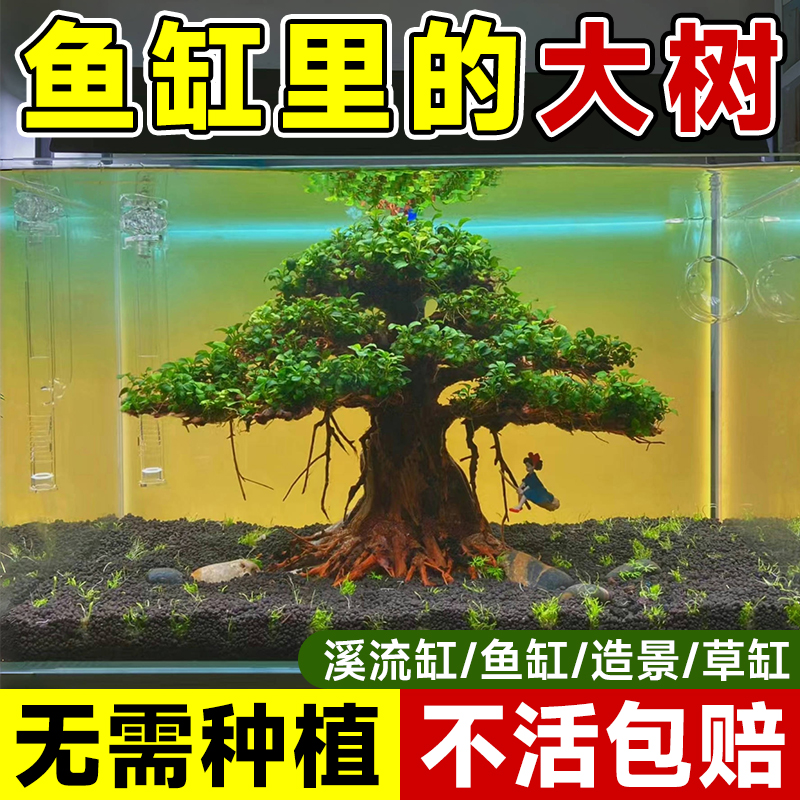 速发水榕水培鱼缸造景树溪流缸沉物鱼木水生挺水植池绿植水草水养