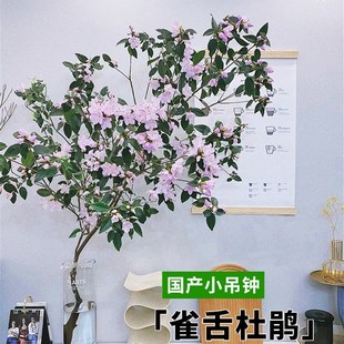 速发雀舌杜鹃水培植物马醉开四季木花遇水养盆栽花卉室内台厅客绿