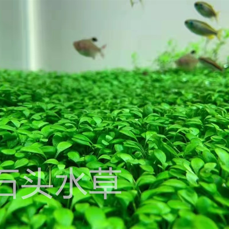 日本矮珍珠迷你牛毛迷爬地矮珍珠鱼缸坨草懒人造景水草活体前景草