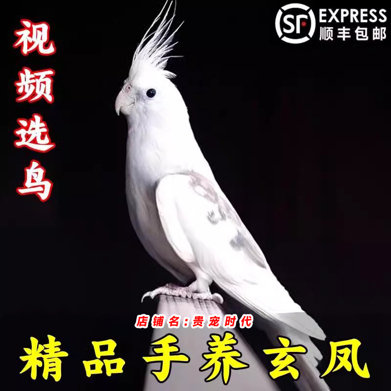 玄凤鹦鹉活体学说话纯手养小宠物