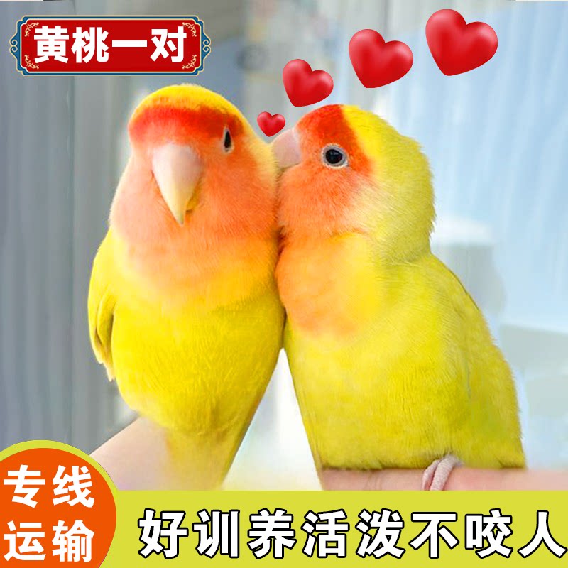 纯手养高颜值亲人上手宠物活体