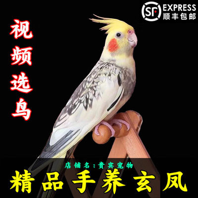 玄凤鹦鹉活体会学说话手养宠物黄化玄凤高端可繁殖鸟活物鹦鹉活鸟