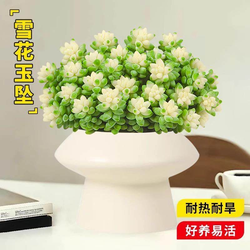 速发多桌植物雪花办坠锦绿植盆栽室内桌面好养客厅花卉玉公肉精品