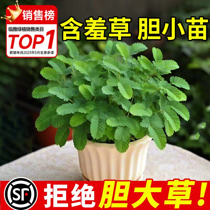 速发含羞草盆栽成醛大苗室内吸甲品办公室桌面小四植植物绿季好养