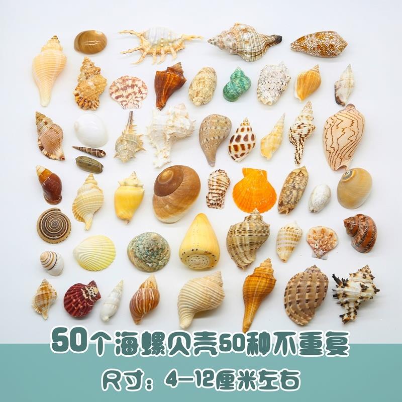 速发海贝螺壳海星鱼缸水饰箱造景装族寄居蟹换壳工艺礼品摆饰收藏