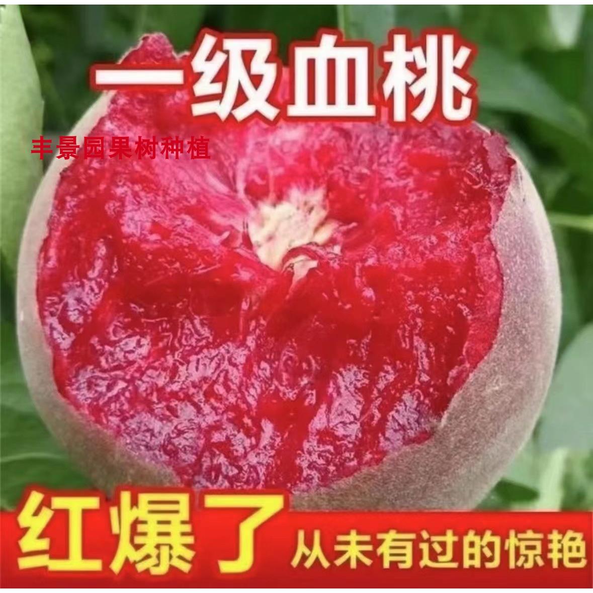 速发新品种接嫁贵妃血桃甜度方1当年结果南北2种植耐寒特大果