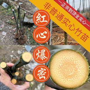 速发实心竹子苗玉竹苗红心到顶全H实心爆密品种龙血金丝高密