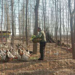 铁网格网绿色硬铁丝网超密铁网子围栏拦鸡网养殖网窗户防护网钢丝