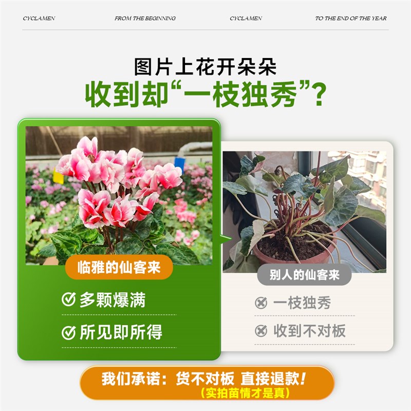 仙客来盆栽花苗兔耳花四季开花重瓣大花卉阳台室内蝶衣年宵花耐寒