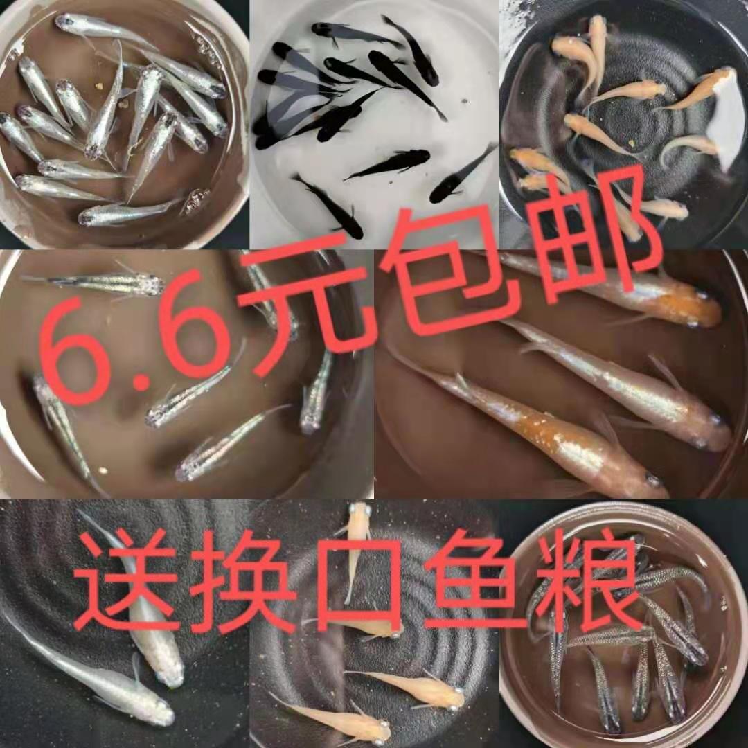 观背青鱂锦鱂卵苗小型冷水淡水观赏鱼魔法鱼不打氧孵化好养宠物