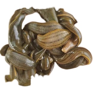 四肢麻木贴手脚发麻手臂胀疼脚趾脚麻抽筋颈椎压迫酸疼止麻专用YN