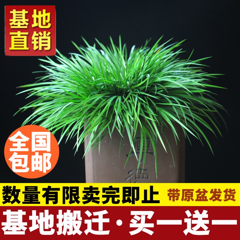 【金草之家】微型盆景虎须菖蒲 龙根细叶 办公室水陆缸造景盆栽