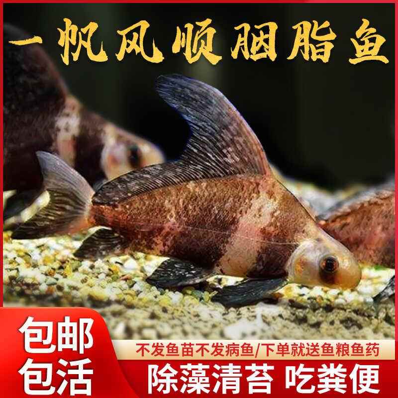 一帆风顺胭脂鱼苗观赏鱼淡水冷水鱼F好养耐活清道夫工具鱼缸清洁