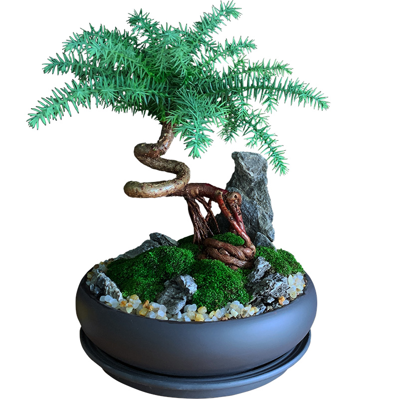 澳洲杉盆景不老松室内耐阴盆栽山石造型树桩客厅绿植好养易活植物