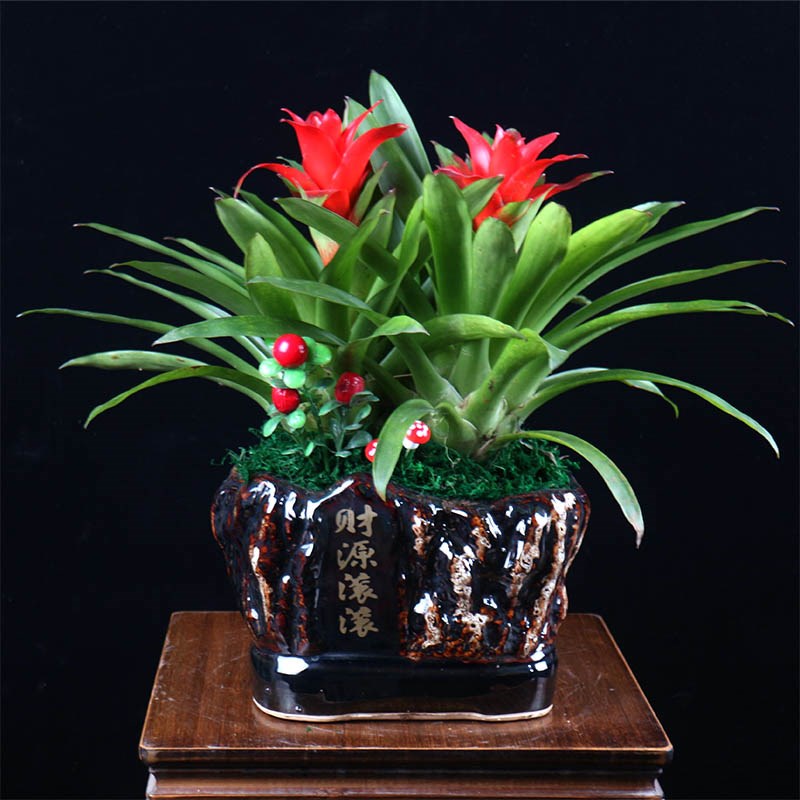 鸿运当头盆栽大型植物客厅红星凤梨室内客厅办公室开业送礼绿植花