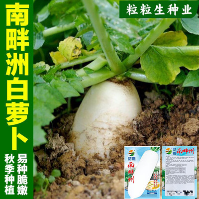 长白萝卜种子南畔州长萝卜种子