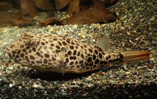 皇冠狗头  泡泡狗头  毛毛狗头  红木瓜狗头 红圆点狗头  鲀属鱼