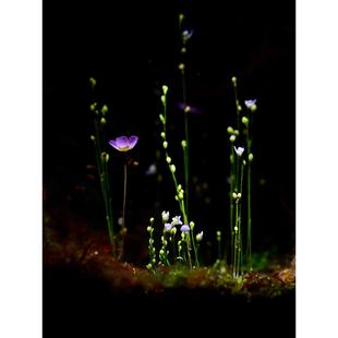 「空城里」小白兔狸藻小蓝兔禾叶瓦堡苔藓桌面微景观造景食虫植物