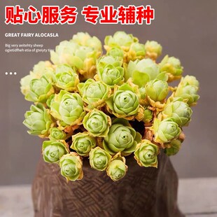 山地玫瑰多肉植物盆栽名贵精选水蜜桃花卉绿植阳台室内大颗好养活