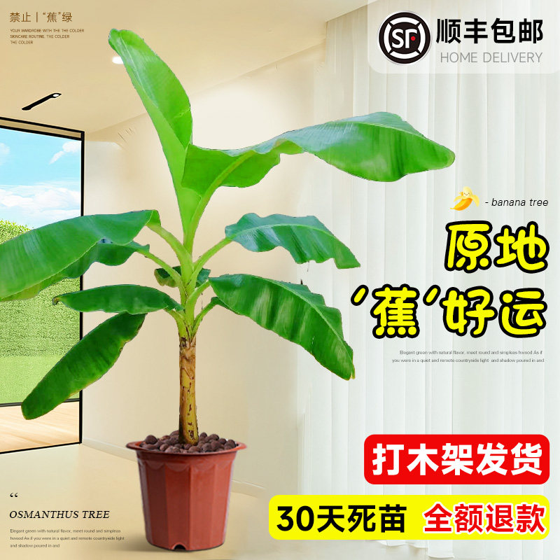 速发盆叶芭蕉香蕉树大型绿树大栽芭蕉植蕉苗粉蕉皇红蕉中蕉号