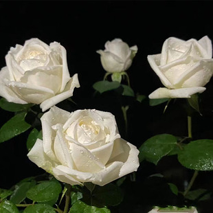 速发大花浓香月季 苗花植 花大开伊芙婚四之路白色玫瑰花盆栽台礼季