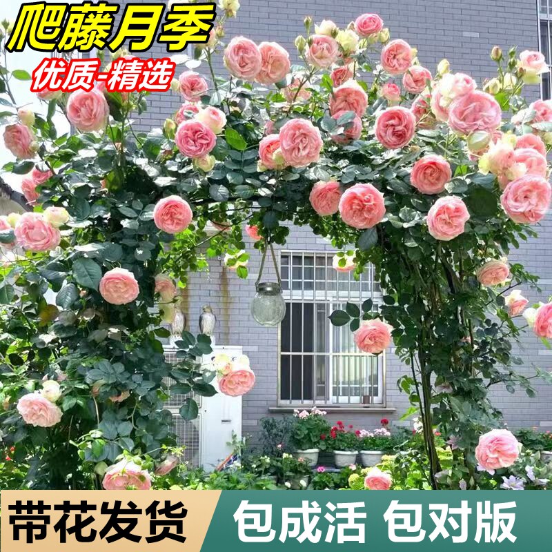速发月季花苗爬藤植物四季开花四薇花苗藤本月季室外花卉盆栽蔷季