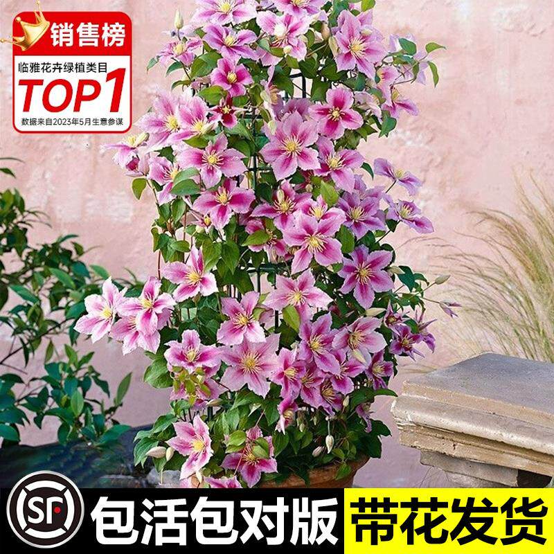 速发乌托邦铁庭莲植爬藤植物线院耐寒绿苗花卉盆栽银币台四季开花