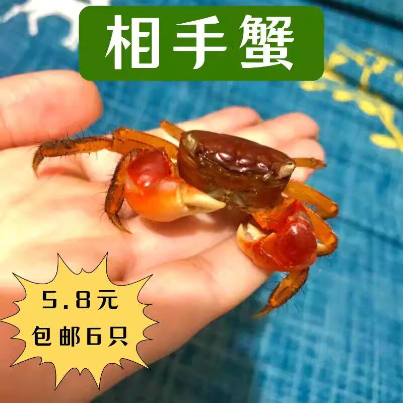 速发相鳌红手蟹小螃原爬宠鱼缸观赏蟹深水蟹蟹生淡水蟹将军蟹