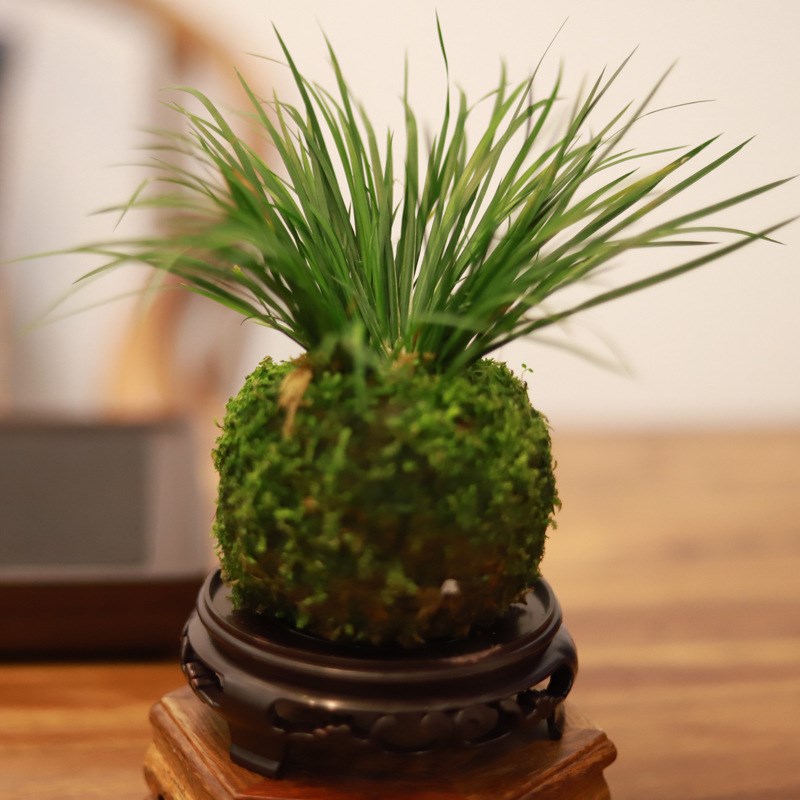 现货速发苔藓球菖蒲盆栽盆景办公室桌面观叶茶机植物四季常青小绿