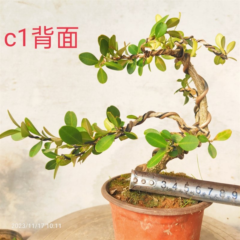 现货速发瓜子黄杨盆景老桩江苏小叶白皮四季常青台庭院茶几耐寒喜