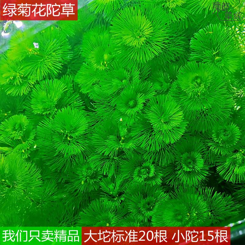 速发绿菊水草坨草无需底砂阴鱼鱼缸里水草小物造景植性缸无泥水草