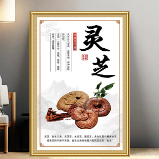 中药材挂图中医养生馆宣传海报广告贴纸中草药介绍药店装 饰画灵芝
