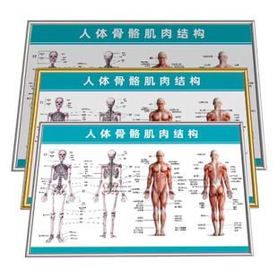人体骨骼结构图全身肌肉解剖内脏系统示意图医学结构分布彩色挂图