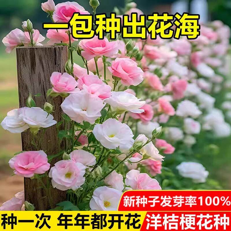 家里有空花盆的，别浪费了，一定要种一点这个洋桔梗