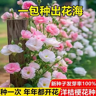 家里有空花盆的，别浪费了，一定要种一点这个洋桔梗