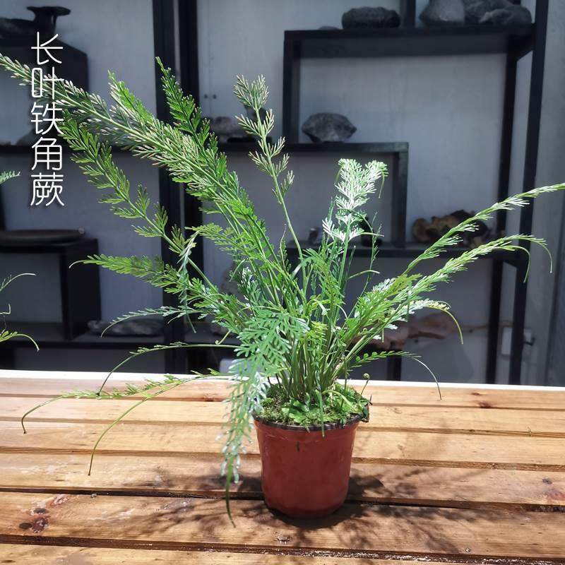 山野选集 长叶铁角蕨 岩生野生蕨 雨林缸盆栽微景素材绿植,机械设备,矿山专用设备,淘宝优惠券,粉丝福利购,淘宝优惠卷