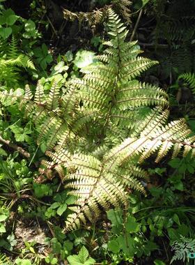 山野选集【紫柄耳蕨】中小型蕨 紫色 茎直立 陆生喜阴 雨林缸素材
