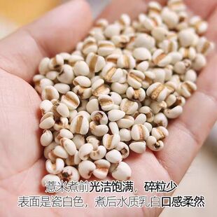 新货薏米仁颗粒饱满易煮软糯薏米农家自产精选薏米仁无杂质