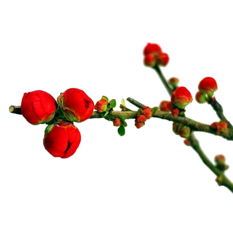 原生长寿冠海棠花盆栽提根盆景树桩四季开花室内花卉耐寒重瓣