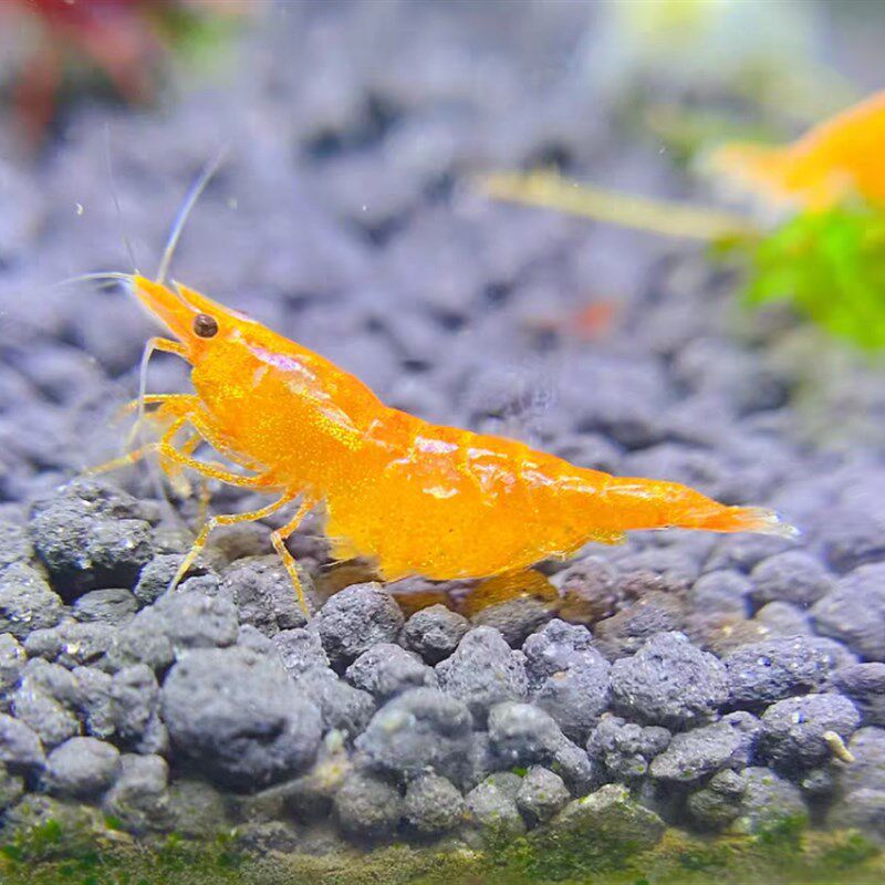 极速彩色观赏虾极火樱花琉璃金背香吉士蓝宝石台极烤漆血腥玛丽黑