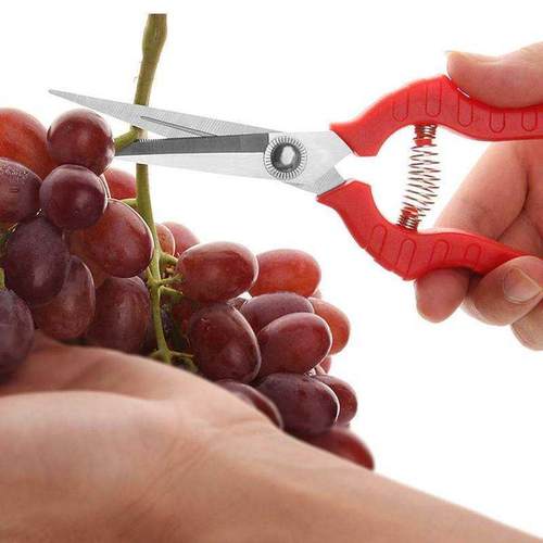 剪花果园艺剪刀艺修枝剪葡萄采摘果园林疏果树枝家用不锈钢剪刀M