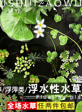 漂养浮萍水草鱼缸池塘水生培植物净化水质一叶莲肚兜葫芦牡丹芙蓉