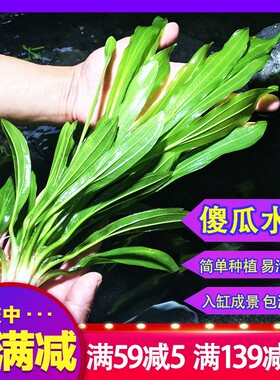 水族造景鱼缸装饰真水草套餐活体绿菊宫廷淡水植物中后景懒人水草