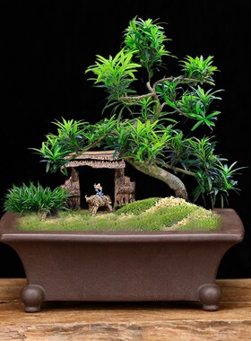 精品紫砂花盆小号长方形桌面老桩绿植盆景盆多肉植物文竹专用特价