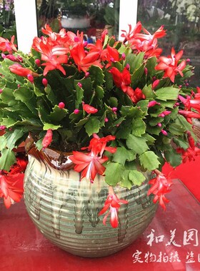 年宵花 仙指兰 蟹爪兰带花苞发 室内易养短日照花卉 常绿半阴花卉