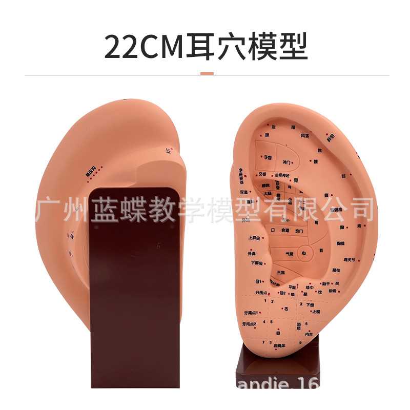 22CM 大型耳模型/耳按摩模型/耳部反射区穴位/耳穴模型耳朵有底座