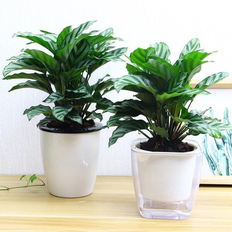 Green plant ornaments small potted plants real flowers