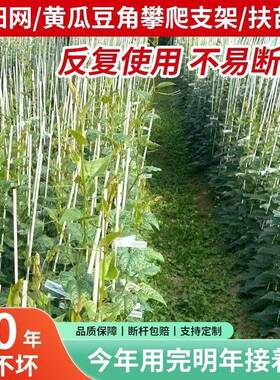 黄瓜西红柿架子拱棚爬藤架杆竹竿架豆角菜园西瓜种菜豇豆竿子