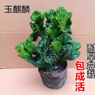 新疆包邮玉麒麟盆栽办公室桌面摆件招财树盆景彩麒麟龙骨植物室内